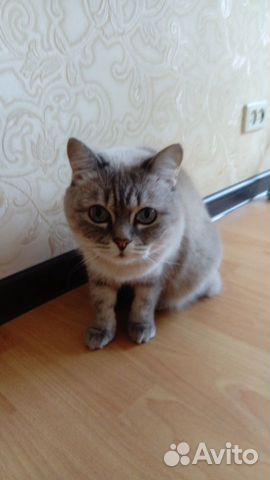 Кошечка ищет хозяев купить на Зозу.ру - фотография № 3