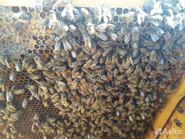 Продаются пчелы купить на Зозу.ру - фотография № 3
