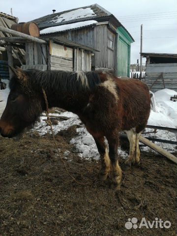 Лошадь, жеребенок на мясо купить на Зозу.ру - фотография № 3