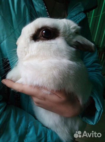Декоративный кролик(ангорской породы ) купить на Зозу.ру - фотография № 2