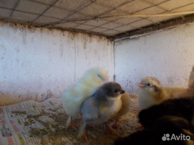 Цыплята домашняя помесь купить на Зозу.ру - фотография № 2