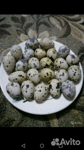 Яйцо пищевое перепелов купить на Зозу.ру - фотография № 1