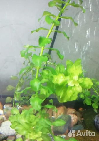 Растения для аквариума купить на Зозу.ру - фотография № 2