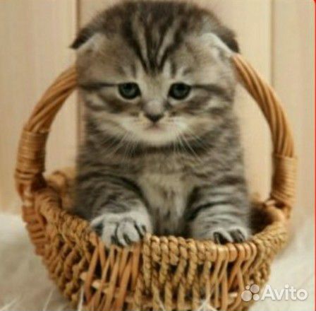 Продаю шотландских котят купить на Зозу.ру - фотография № 1