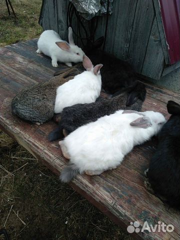 Кролики Калифорния купить на Зозу.ру - фотография № 8