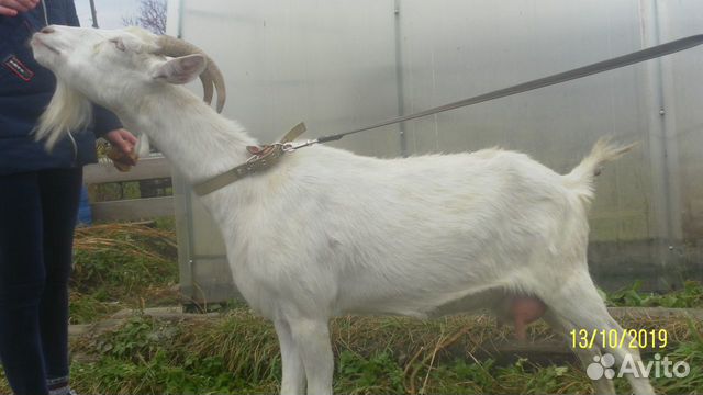 Козочки от породистой козы купить на Зозу.ру - фотография № 6