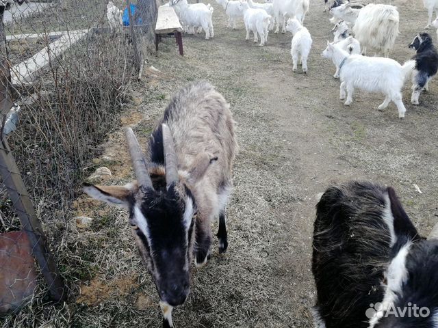 Козлята и козы купить на Зозу.ру - фотография № 5