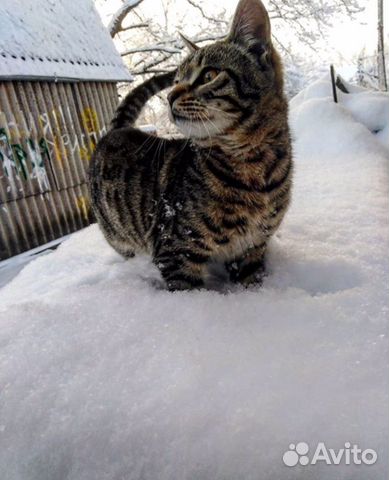 Ласковый котик Борис купить на Зозу.ру - фотография № 1