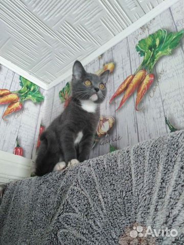 Серый котенок купить на Зозу.ру - фотография № 3
