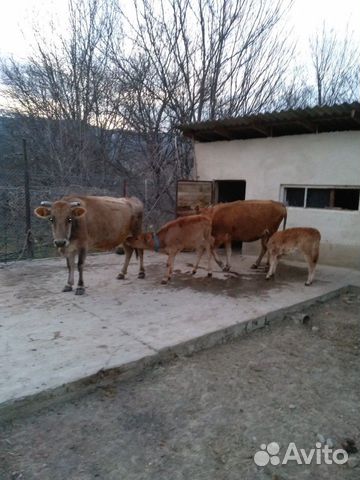 Коровы чистые, здоровые, ухоженные, дойные, с теля купить на Зозу.ру - фотография № 4