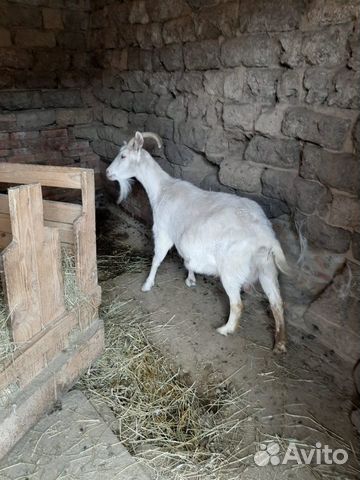 Белая рогатая дойная коза купить на Зозу.ру - фотография № 6
