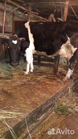 2 коровы и теленок купить на Зозу.ру - фотография № 3