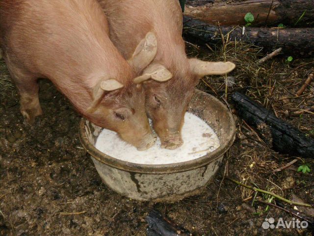 Молоко на корм животным купить на Зозу.ру - фотография № 1