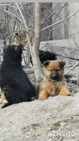 Собаки купить на Зозу.ру - фотография № 4