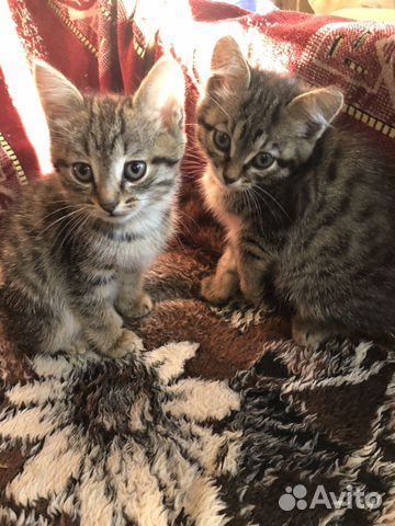 Котята