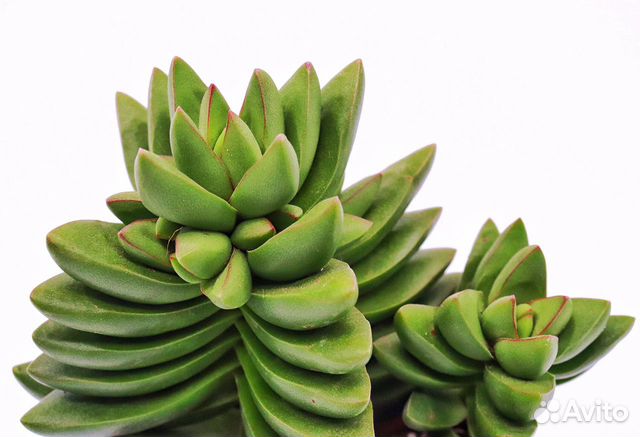 Крассула Капителла Бен (Crassula Capitella Ben) Крассула Капителла Бен (Crassula Capitella Ben)