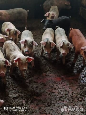 Поросята (породы Венгерская мангалица, Дюрок, Ланд