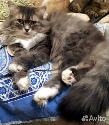 Кошечка Пушинка в добрые руки