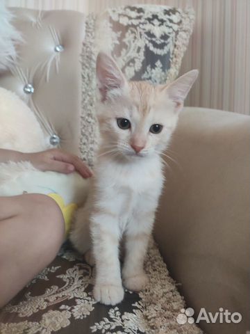 Котенок в добрые руки