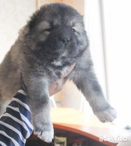 Собака