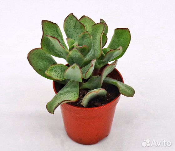 Крассула «Синяя птица» (Crassula cv. Blue Bird)