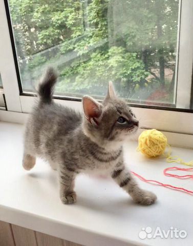 Котенок с необычным хвостиком в добрые руки Котенок с необычным хвостиком в добрые руки