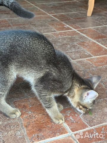 Кошка Кошка