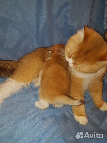Элитные золотые котик кошечка Элитные золотые котик кошечка