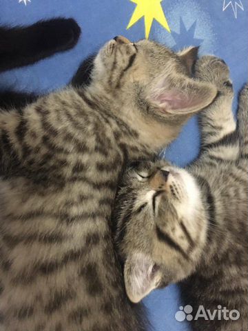 Котята