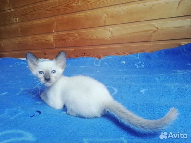 Ориентальные котята Ориентальные котята
