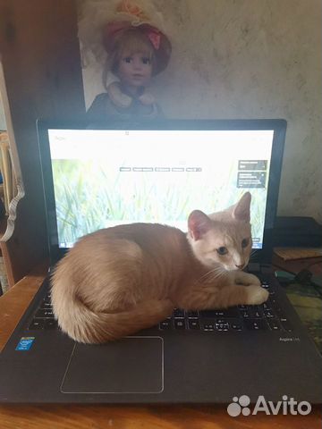 Котенок мальчик в добрые руки Котенок мальчик в добрые руки