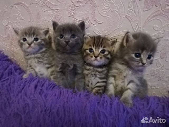 Малыши ищут дом