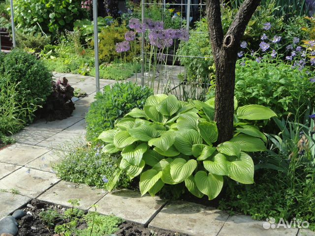 Хоста, арабис, молодила, перовския