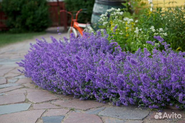 Котовник и лаванда