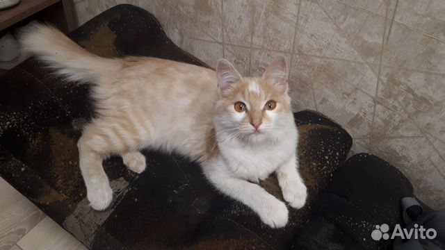Котенок в добрые руки