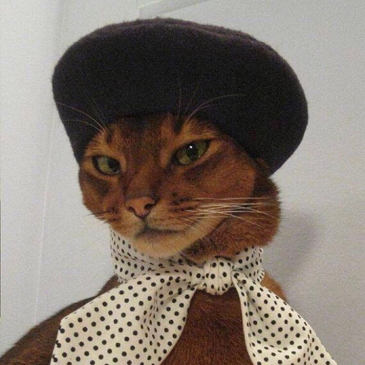 Леша по французски котик