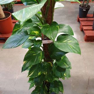 Эпипремнум