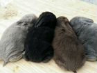 Кролики, порода французский баран
