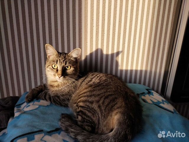 Передержка кошек и собак в домашних условиях