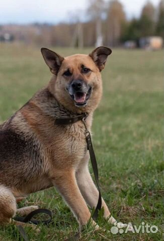 Метис овчарки Альва в дар