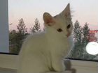 Котёнок турецкая ангора объявление продам