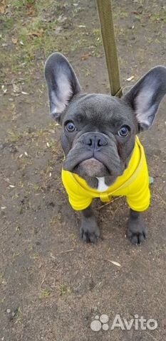 Французский бульдог кабель вязка