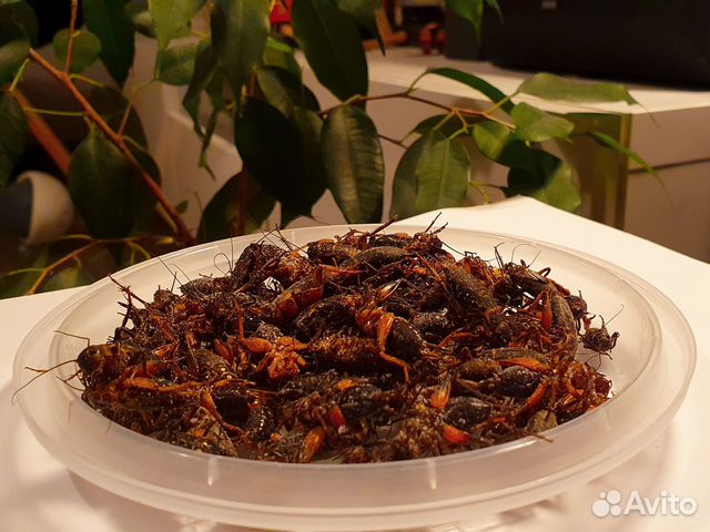 Двупятнистый сверчок, корм для насекомоядных