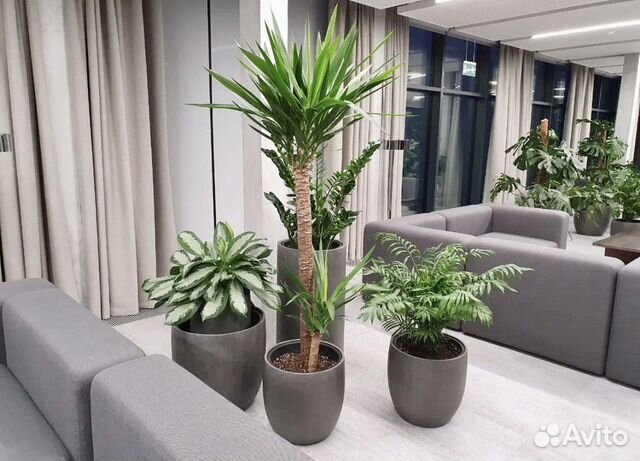 Растения для офиса, дома. Уход