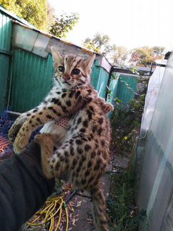 Alc, алки, Алк коты кошки и котята