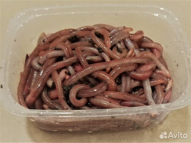 Черви для рыбалки Дендробена 1 кг
