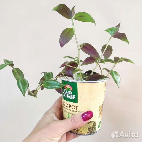 Традесканция зебрина