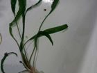 Криптокарина аквариумное растение объявление продам