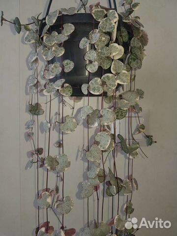 Церопегия вуду вариегатная