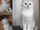 Британская серебристая и золотая кошки объявление продам